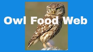 Owl Food Web