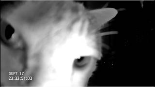 Exclusive CAT CAM Trailer