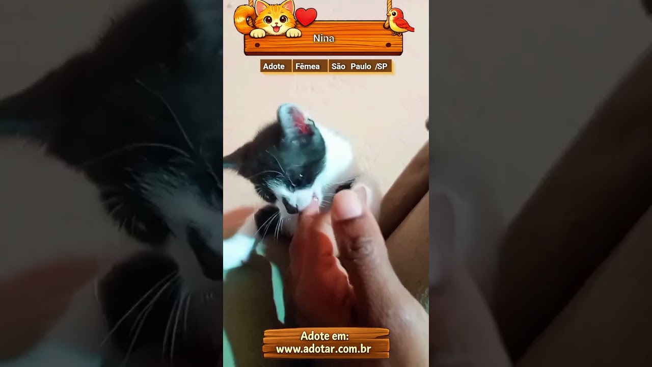 Gato raça SRD-ViraLata idade 2 a 6 meses nome Nina