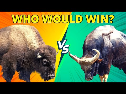 WOOD BISON vs MALAYAN GAUR (SELADANG)