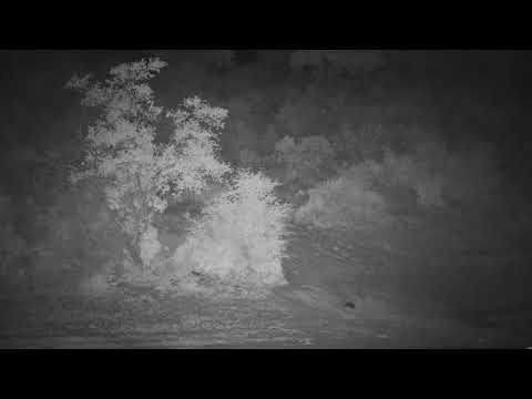 Djuma: Elephant feeding in tree line - 22:26 - 12/12/20