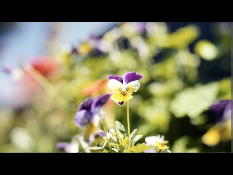 "Summer Bliss: A Blooming Garden Retreat 🌺🌞 | Relaxing Moments with Living Flowers | #GardenGoals"