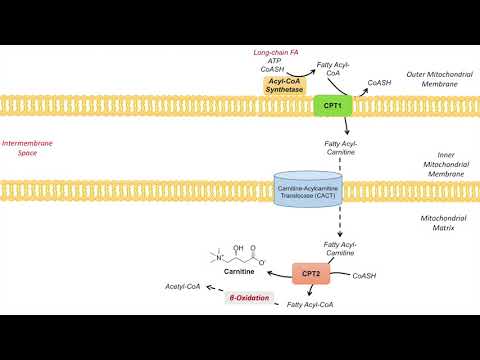 Overview of Glycolysis Basics for Beginners Biochemistry Lesson