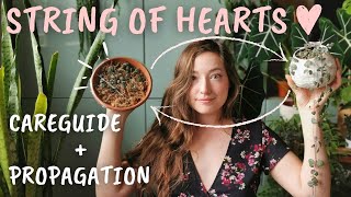 100% BEST String of Hearts PROPAGATION + CARE GUIDE ( SOH & SOHV)