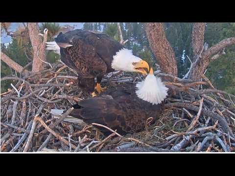 JACKIE GIVES SWEET BEAKY KISSES TO SHADOW! 💖 CHORTLES & SNORTLES! 😂 ♫  Big Bear FOBBVCAM 3.1.26