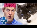 Vet Is Heartbroken By Kitten Found In Box So He Adopts Her 🥹 ️ Bondi Vet Clips Bondi Vet