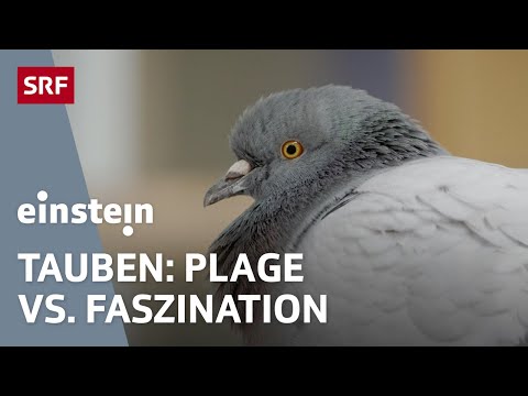 Ratten der Lüfte – warum wir Tauben unterschätzen, hassen oder vergöttern | Einstein | SRF Wissen