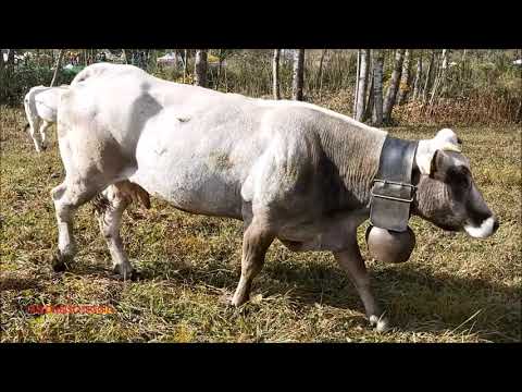 LA TRANSUMANZA DI MUCCHE A CASTELDELFINO. (CN) ALLA FIERA DI S.  MARTINO. DOM. 18 - 10 - 2020.
