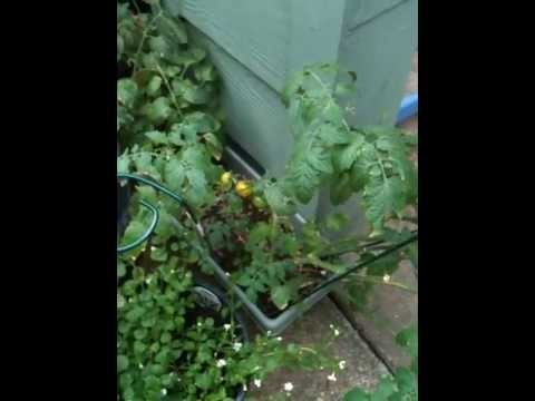 garden update 5/20/13