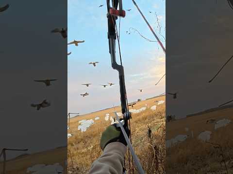 Mallard head shot with a bow! #bwfilms #bw #duckhunting
