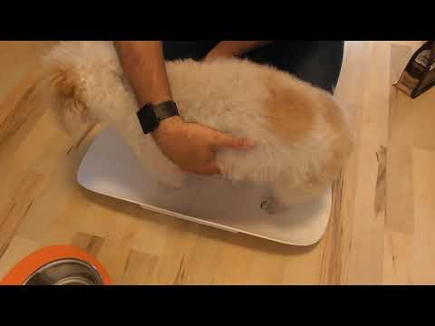 PET SCALE DIGITAL Scale to ACCURATELY measure Dog Cat Weight REVIEW