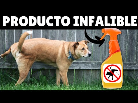 Cómo EVITAR que los perros ORINEN EN TU PUERTA | Repelente de orina para perros de exterior