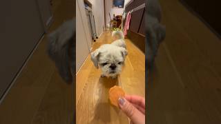 チビの日常🐶 #いぬのいる生活 #犬のいる暮らし #犬 #youtube #チャンネル登録お願いします