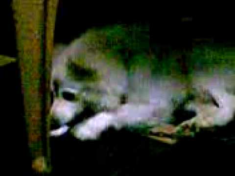 Well My Dog And Trainer....Mithun...Comentry Kiran....Background Song Minal