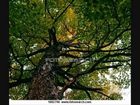 Moj jablane, širi grane - Gordana Kojadinović