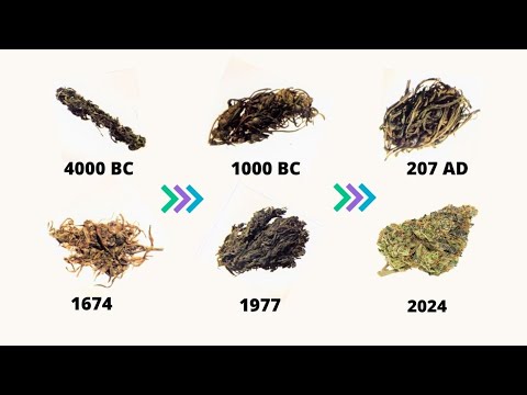 Evolution of Marijuana | 4000 BC - 2024 (timeline history of weed)