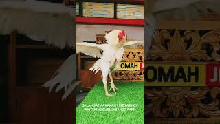 Download lagu SALAH SATU ANAKAN LINE PAKHOY WHITEKING,DURIAN SANGO FARM#omahjidi#sangofarm#whiteking#pakhoydurian mp3