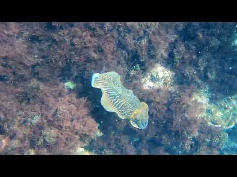 Snorkeling at Playa Chica, Puerto del Carmen, Lanzarote 28/06/23