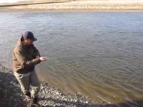 Male Sea Trout-Río Menéndez-TDF