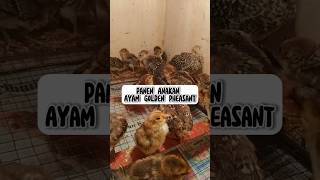 Download lagu Panen Anakan Ayam Golden Pheasant #goldenpheasant #hewanpeliharaan #shorts mp3 Download lagu Panen Anakan Ayam Golden Pheasant #goldenpheasant #hewanpeliharaan #shorts mp3