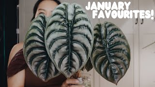 8 plants that have my attention this month 👀 january plant favourites!