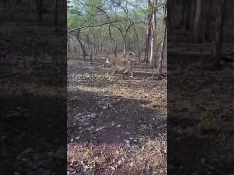 Lions Territory #lion #bbcearth #nature #lioness #natgeo #wildcats #wildlife #wildlifephotography
