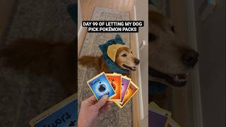 DAY 99 Going back to Scarlet and Violet era for hits! 🔥 #pokemon #pokemoncards #dog #pokemontcg