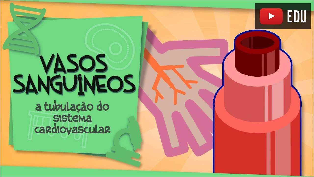 Vasos sanguíneos - a rede de tubos do Sistema Cardiovascular