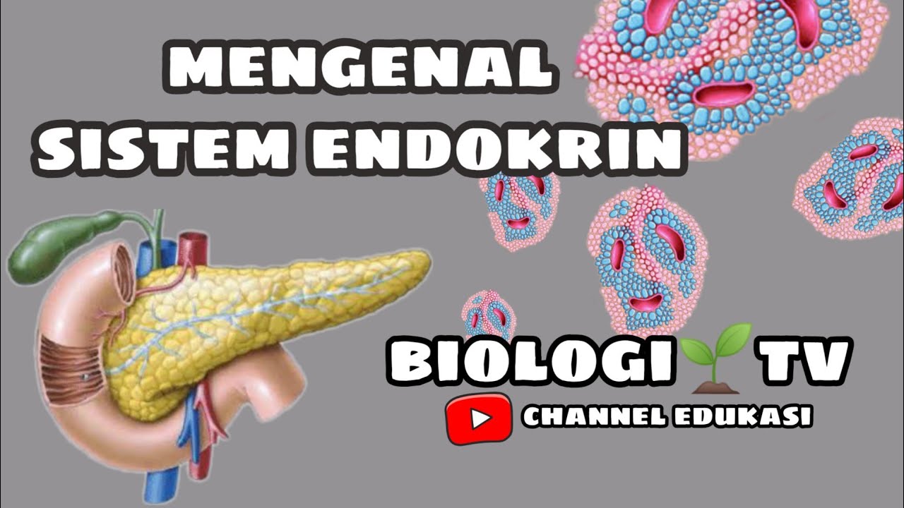 Biologi Bab. sistem endokrin /hormonal - perkenalan apa itu sistem endokrin kelas 11
