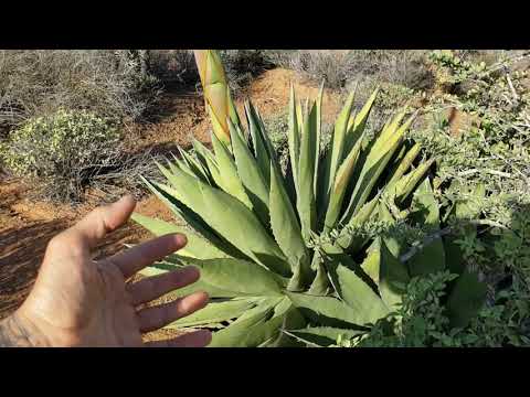 (#41) Massive flowers of Agave shawii ssp goldmaniana
