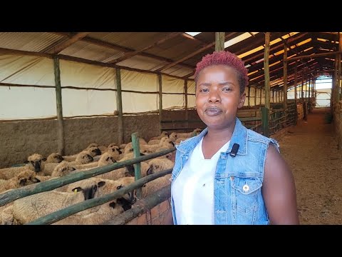 Best designed sheep and goat housing?