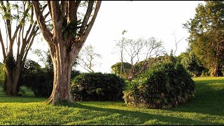 Sunset walk in the park 🌴🌴gardens by the bay light show🌴🌴best tourist places to visit🌴top tour