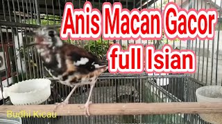 Download lagu Anis Macan Full Isian Cocok Untuk Masteran Burung mp3 Download lagu Anis Macan Full Isian Cocok Untuk Masteran Burung mp3