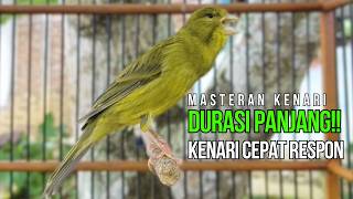 Download lagu Terapi Kenari Macet Bunyi: Pancingan Kenari Gacor Ngerek Paling Ampuh & Respon Cepat mp3