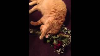 Tomcat loves dried flowers