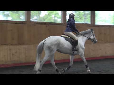 NEW Auken Half Chaps