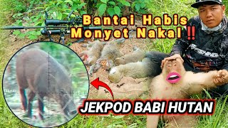 Download lagu BERBURU‼️HAMA KERA LIAR EKOR PANJANG PLUS DI HADANG SEGEROMBOLAN HAMA BABI HUTAN [] PEST CONTROL  mp3