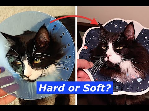 Amazon Cat Cone
