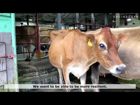 Finca Laguna Verde: Transitioning to Regenerative Dairy Farming in Costa Rica