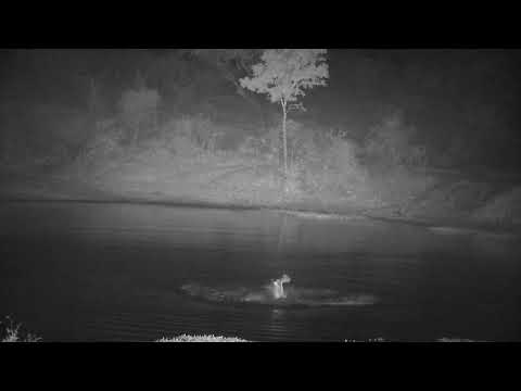 Djuma: Hippos-male and female interacting and a Saddle-billed Stork - 22:45 - 09/27/2022