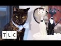 A Cat Cake For A Cat Wedding Cake Boss Season 9