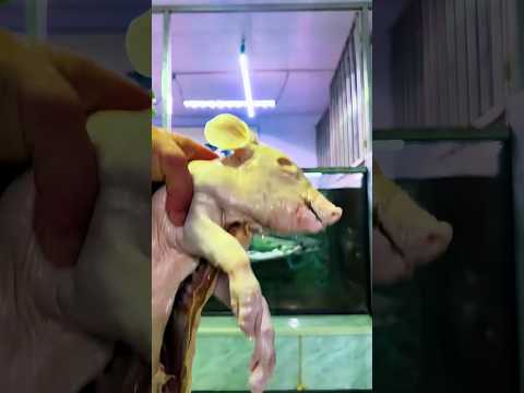 cleaning an arapaima aquarium #shortvideo #shorts