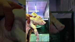 Download lagu cleaning an arapaima aquarium #shortvideo #shorts mp3 Download lagu cleaning an arapaima aquarium #shortvideo #shorts mp3