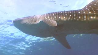 preview picture of video 'Whale Sharks, Philippines'