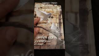 המשודך המתוסבך - תובנות בגן האמונה (המשודך המתוסבך) - התמונה מוצגת ישירות מתוך אתר האינטרנט יוטיוב. זכויות היוצרים בתמונה שייכות ליוצרה. קישור קרדיט למקור התוכן נמצא בתוך דף הסרטון