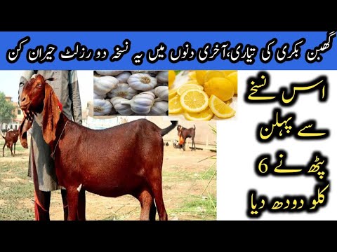 "Tips for Increasing Goat Milk Production: Bakri ka Doodh Badhane ka Tarika " | BakriWala