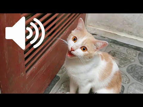 FEMALE CAT IN HEAT MEOWING MATE CALLING  - PRANK YOUR PET