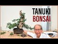 Making a Tanuki Bonsai