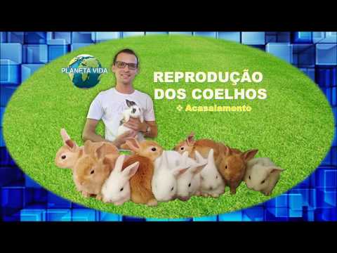 , title : 'Acasalamento dos coelhos! 🐰🐰'