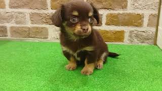 ハーフ犬の動画01